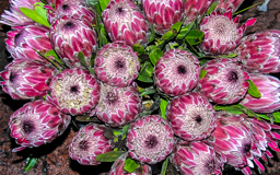 die Königs-Protea   (Protea cynaroides) i st die Wappenblume Südafrikas